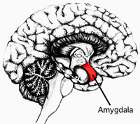 Figure from Mindfulness: Can You Actually Change Your Brain?
