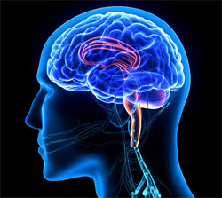 Figure from Understanding Muscle Memory — Part 2