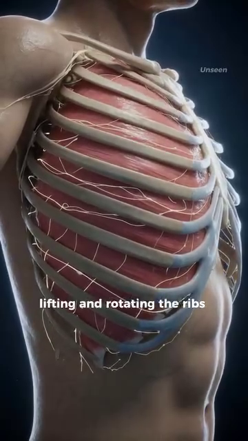 Bucket-handle rotation