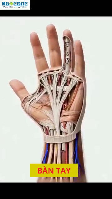 Carpal tunnel contents — sensor density