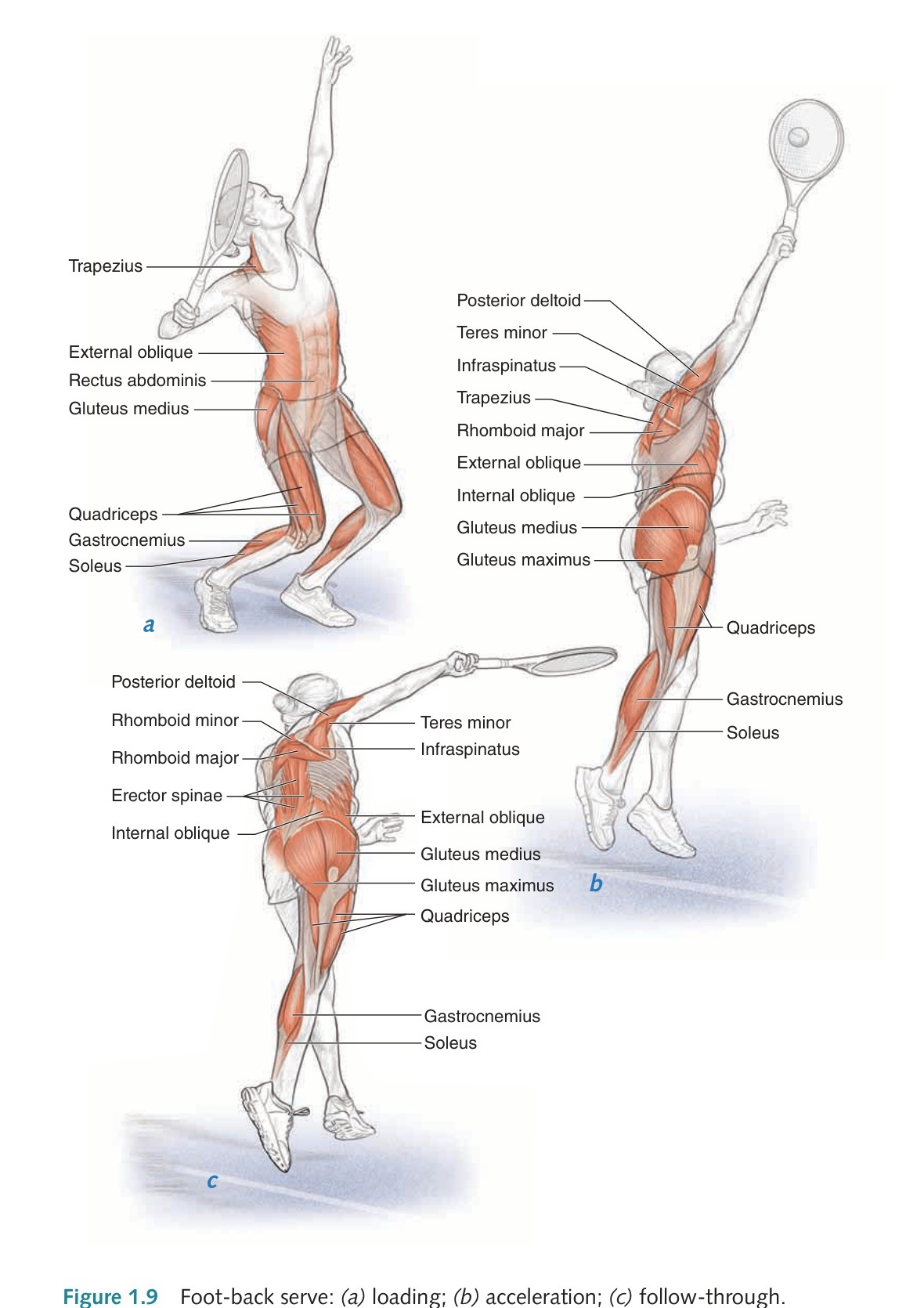 Giải phẫu kỹ thuật giao bóng đứng chân Foot-back