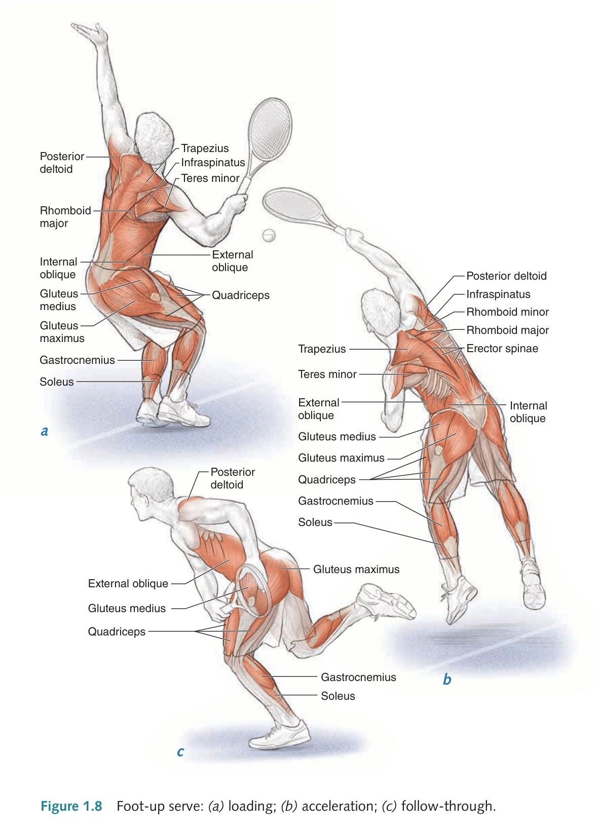 Giải phẫu kích hoạt cơ bắp trong kỹ thuật giao bóng chụm chân Foot-up
