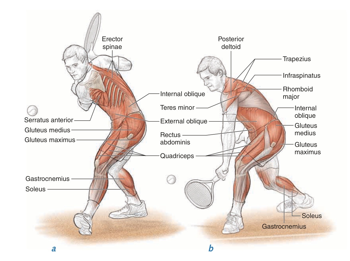 Giải phẫu Chuỗi Chéo Sau trong cú trái tay một tay (One-handed Backhand Anatomy)