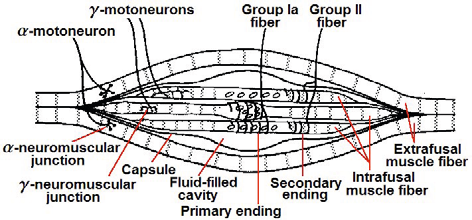 Hình 20.5.