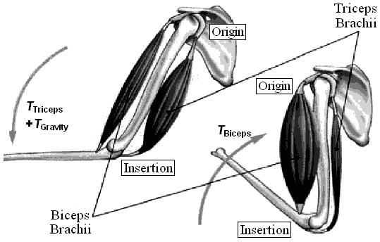 Hình 5.1. TTriceps;