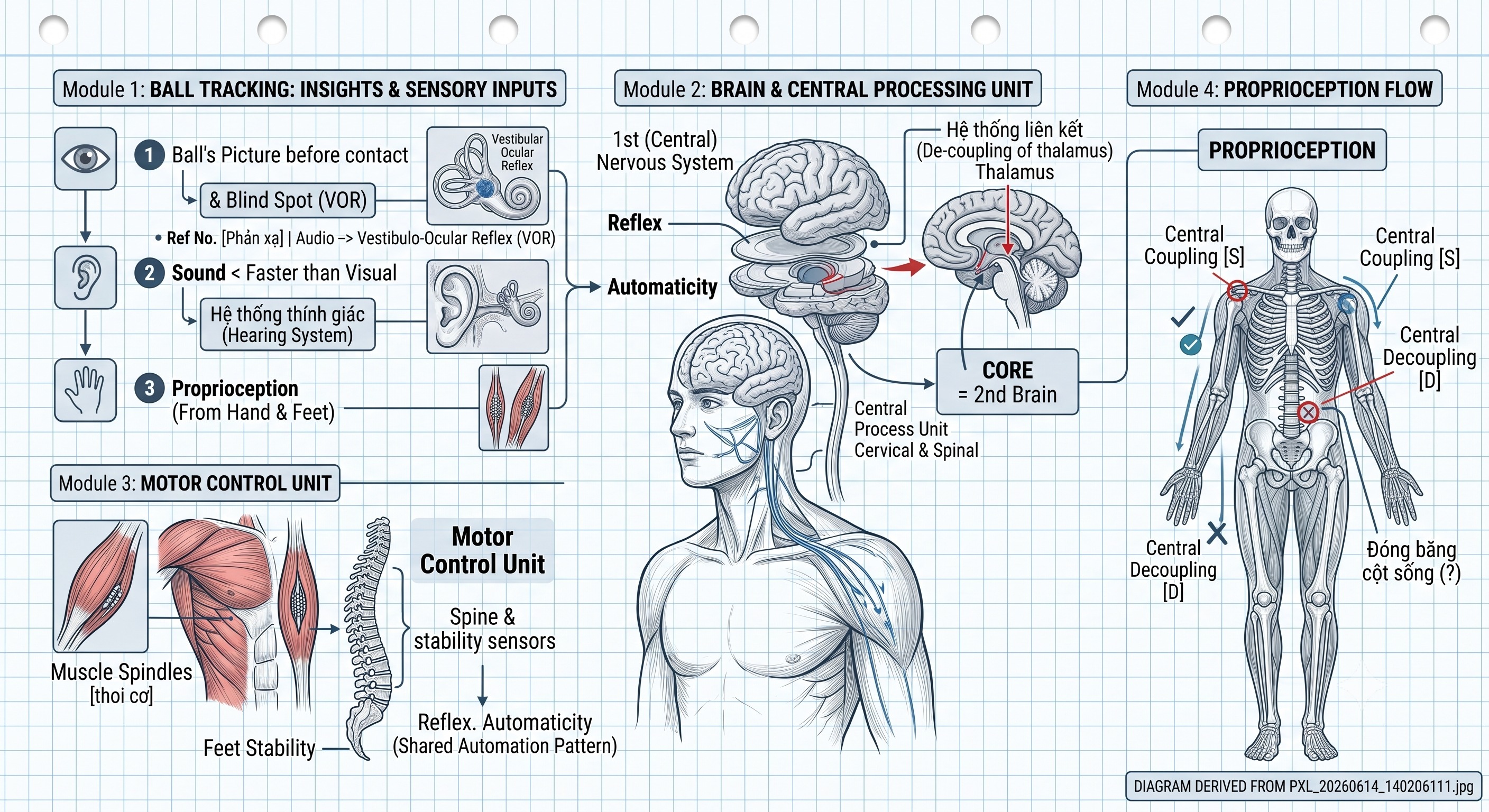 Hệ thống thụ cảm bản thể và dự đoán không gian (Sensory System for Anticipation)