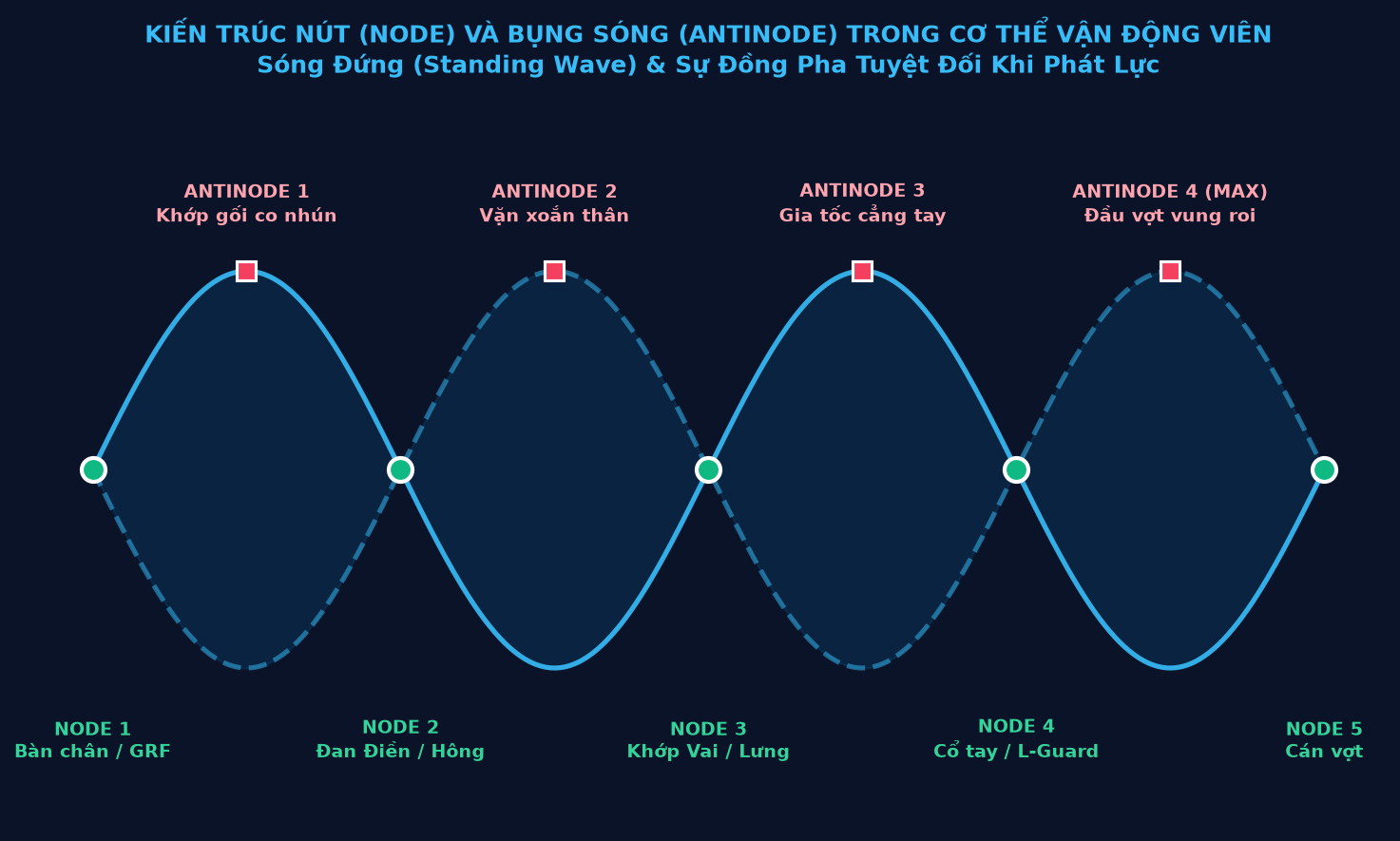 Kiến Trúc Nút (Node) và Bụng Sóng (Antinode) trong Cơ Thể Vận Động Viên Quần Vợt