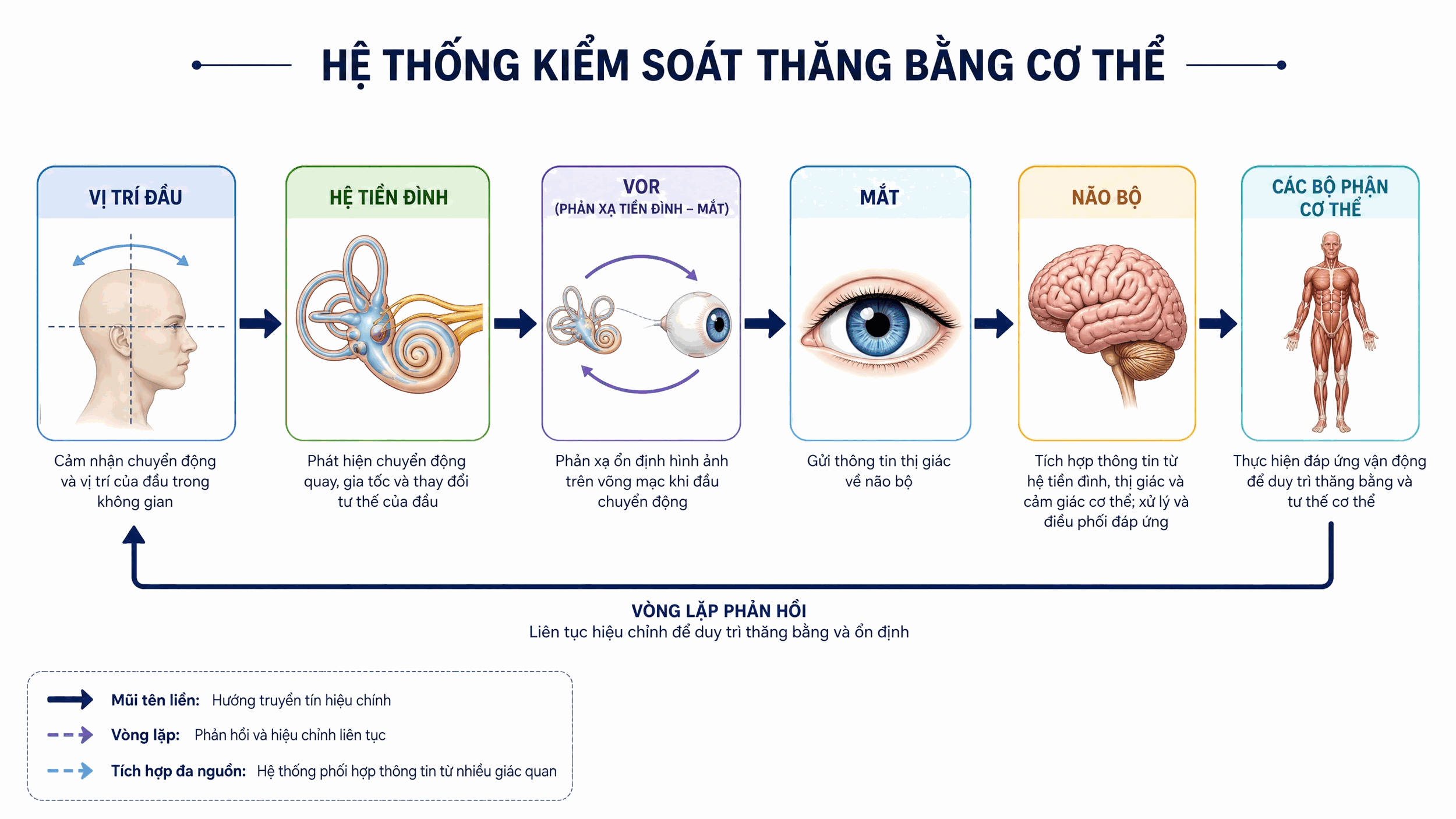 Hệ Thống Kiểm Soát Thăng Bằng Cơ Thể — vòng đầy đủ